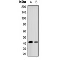 LifeSab™ CREB Rabbit pAb (50 µl)