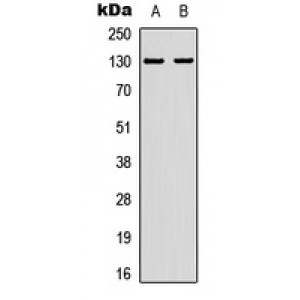LifeSab™ EPHA2 (pY588/596) Rabbit pAb (50 µl)