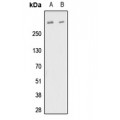 LifeSab™ Fibrillin 1 Rabbit pAb (50 µl)