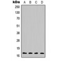 LifeSab™ Histone H3 Rabbit pAb (50 µl)