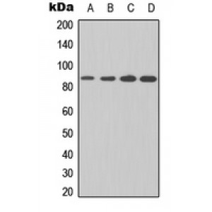 LifeSab™ IKK beta Rabbit pAb (50 µl)