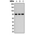 LifeSab™ MARCKS Rabbit pAb (50 µl)