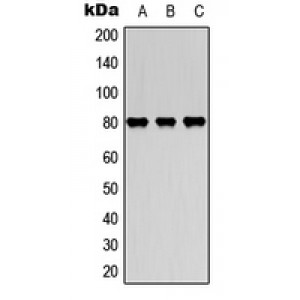 LifeSab™ MARCKS Rabbit pAb (50 µl)