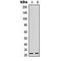 LifeSab™ Musculin Rabbit pAb (50 µl)