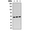 LifeSab™ c-Myc Rabbit pAb (50 µl)