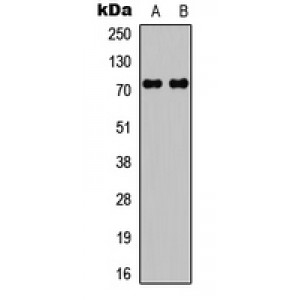 LifeSab™ c-RAF Rabbit pAb (50 µl)