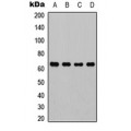 LifeSab™ NF-kappaB p65 Rabbit pAb (50 µl)