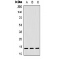 LifeSab™ RPL12 Rabbit pAb (50 µl)