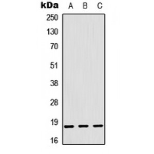 LifeSab™ RPL12 Rabbit pAb (50 µl)
