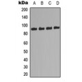 LifeSab™ MSK1 Rabbit pAb (50 µl)