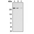 LifeSab™ ACC alpha (pS80) Rabbit pAb (50 µl)