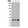 LifeSab™ EDG2 Rabbit pAb (50 µl)
