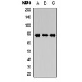 LifeSab™ TAK1 (pT187) Rabbit pAb (50 µl)