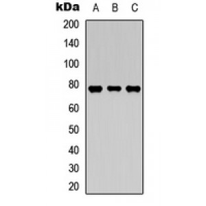 LifeSab™ TAK1 (pT187) Rabbit pAb (50 µl)