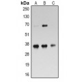 LifeSab™ RPL5 Rabbit pAb (50 µl)