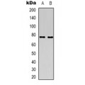 LifeSab™ ACSS1 Rabbit pAb (50 µl)