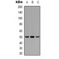 LifeSab™ TUFM Rabbit pAb (50 µl)