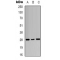 LifeSab™ 14-3-3 zeta (pT232) Rabbit pAb (50 µl)
