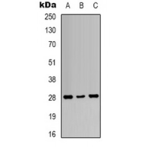 LifeSab™ 14-3-3 zeta (pT232) Rabbit pAb (50 µl)