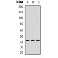 LifeSab™ ZNF24 Rabbit pAb (50 µl)