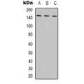 LifeSab™ POLR3A Rabbit pAb (50 µl)