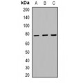 LifeSab™ FOXO1/3 Rabbit pAb (50 µl)