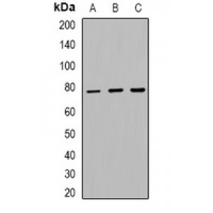 LifeSab™ FOXO1/3 Rabbit pAb (50 µl)
