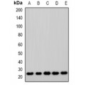 LifeSab™ ASF1A Rabbit pAb (50 µl)