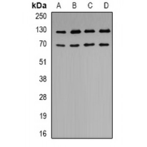 LifeSab™ K Cadherin Rabbit pAb (50 µl)
