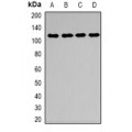 LifeSab™ Desmoglein 1 Rabbit pAb (50 µl)
