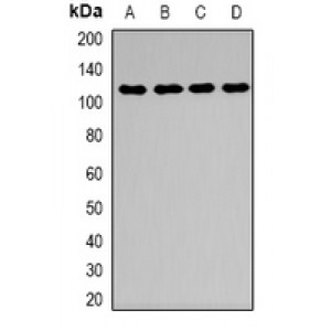 LifeSab™ Desmoglein 1 Rabbit pAb (50 µl)