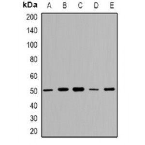 LifeSab™ GDI2 Rabbit pAb (50 µl)