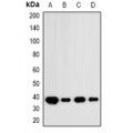 LifeSab™ IDH3 alpha Rabbit pAb (50 µl)