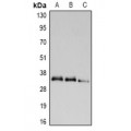 LifeSab™ UCP2 Rabbit pAb (50 µl)