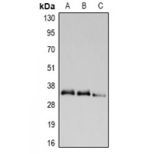 LifeSab™ UCP2 Rabbit pAb (50 µl)