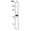 LifeSab™ PI3K p101 Rabbit pAb (50 µl)