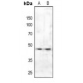 LifeSab™ SMAD3 Rabbit pAb (50 µl)
