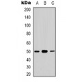 LifeSab™ CDC37 (pS13) Rabbit pAb (50 µl)