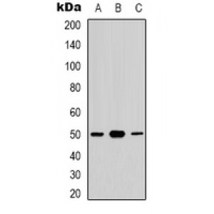 LifeSab™ CDC37 (pS13) Rabbit pAb (50 µl)