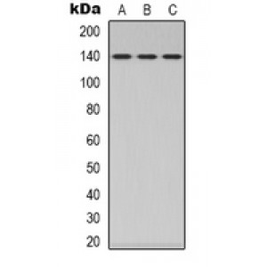 LifeSab™ MYPT1 Rabbit pAb (50 µl)