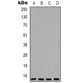 LifeSab™ 4EBP1 Rabbit pAb (50 µl)