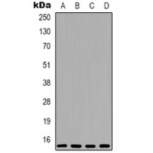 LifeSab™ 4EBP1 Rabbit pAb (50 µl)