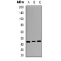 LifeSab™ c-Jun Rabbit pAb (50 µl)