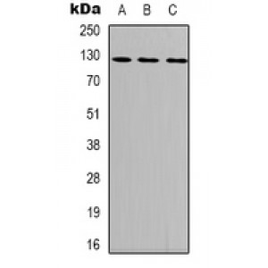 LifeSab™ Focal Adhesion Kinase (pY407) Rabbit pAb (50 µl)
