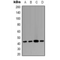 LifeSab™ p38 Rabbit pAb (50 µl)