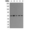 LifeSab™ TRAF6 Rabbit pAb (50 µl)