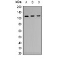 LifeSab™ Claudin 3 Rabbit pAb (50 µl)