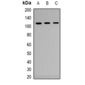 LifeSab™ Claudin 3 Rabbit pAb (50 µl)
