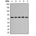 LifeSab™ TGF beta 2 Rabbit pAb (50 µl)