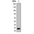 LifeSab™ SPFH1 Rabbit pAb (50 µl)